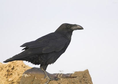 ���Ԣ�ԣ����е���ѻ