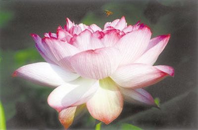 ����������¡�_�ڽ�����������Ϲ����