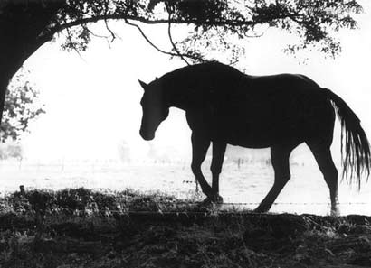 ������£��������ĵ�ծ��