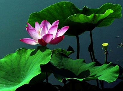 佛教寓言:欲望的本质 佛教寓言:欲望的本质