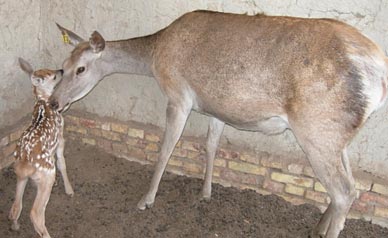 ������£�ĸ¹�ϳ�