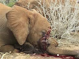 ���������һҳ