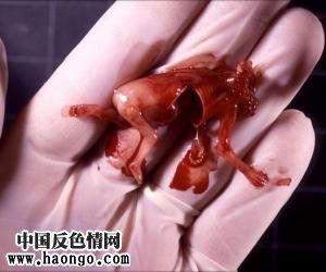 ��̥̥����ʵ��Ƭ����С�����ಡ���룡��