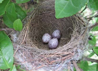 本生故事:菩萨与鸟窝 本生故事:菩萨与鸟窝