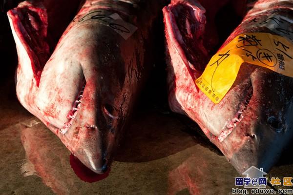 点击图片,在新窗口显示原始尺寸 揭露日本人的血腥鲨鱼交易,鱼翅热销是罪魁