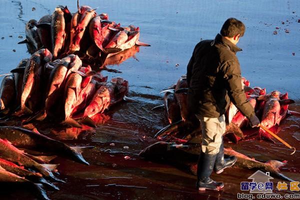 点击图片,在新窗口显示原始尺寸 揭露日本人的血腥鲨鱼交易,鱼翅热销是罪魁