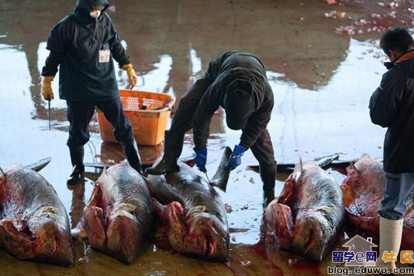 点击图片,在新窗口显示原始尺寸 揭露日本人的血腥鲨鱼交易,鱼翅热销是罪魁