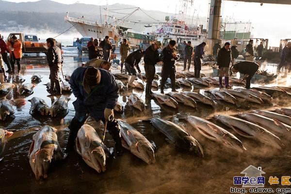 点击图片,在新窗口显示原始尺寸 揭露日本人的血腥鲨鱼交易,鱼翅热销是罪魁