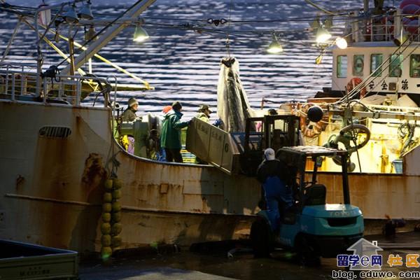 点击图片,在新窗口显示原始尺寸 揭露日本人的血腥鲨鱼交易,鱼翅热销是罪魁
