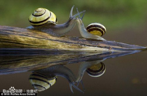 ����ţ�ڶ�ľ��һ������ĳ���(ͼ)