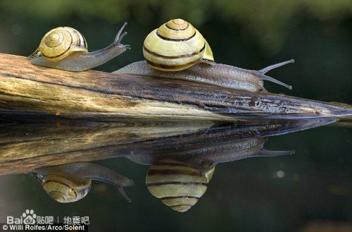 ����ţ�ڶ�ľ��һ������ĳ���(ͼ)