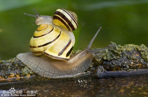 ����ţ�ڶ�ľ��һ������ĳ���(ͼ)