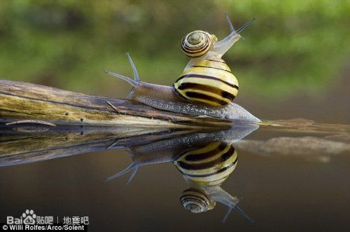 ����ţ�ڶ�ľ��һ������ĳ���(ͼ)