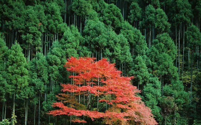 ����֮�ֵ�ǰ�򼰻��ⷽ��