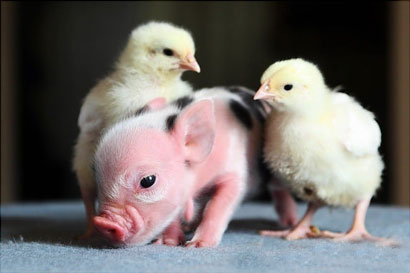 点击进入下一页 点击进入下一页