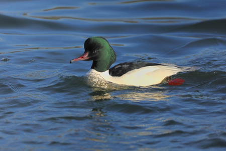 ��ʳ������һֻ�������ص�Ѽ��_�����а�Ҳ���˱�