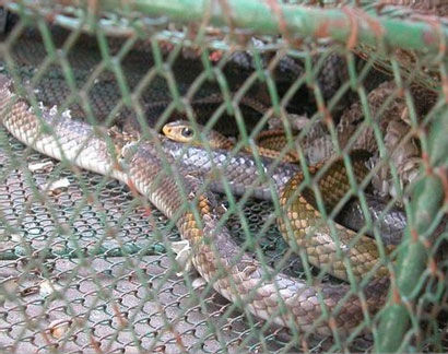 ���������һҳ