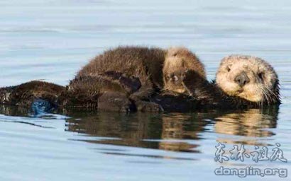 ɱ�����ǣ��������ǵ�Ƥ��