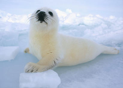 ɱ�����ǣ��������ǵ�Ƥ��