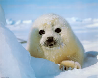 ɱ�����ǣ��������ǵ�Ƥ��