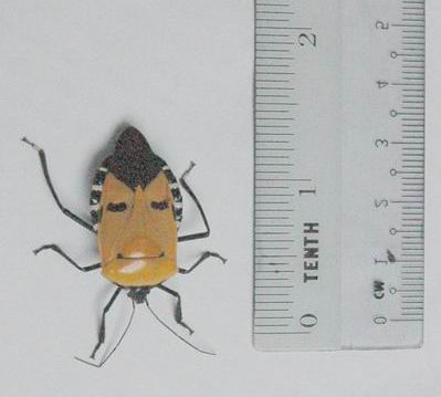 �������´������ͼƬ