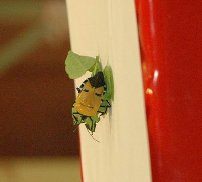 �������´������ͼƬ