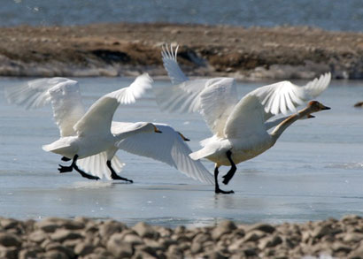 素食护生:白天鹅破冰救黑雁_物犹如此人何以堪 素食护生:白天鹅破冰救黑雁_物犹如此人何以堪