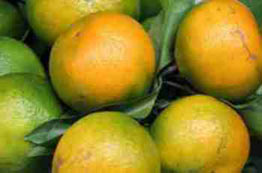 素食健康:冬吃“四果”助老人降血压防中风 素食健康:冬吃“四果”助老人降血压防中风