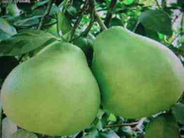 素食健康:冬吃“四果”助老人降血压防中风 素食健康:冬吃“四果”助老人降血压防中风