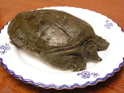 素食护生:甲鱼索命与人同归于尽 素食护生:甲鱼索命与人同归于尽