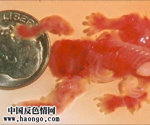 打胎胎儿真实照片(胆小,心脏病勿入!) 打胎胎儿真实照片(胆小,心脏病勿入!)