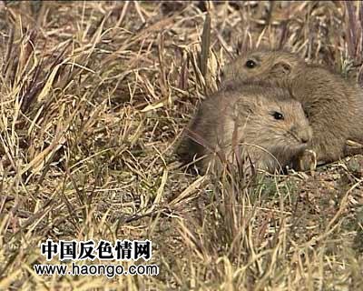 ������ĸ�ӽ��俴�������׵Ŀ����ԣ�