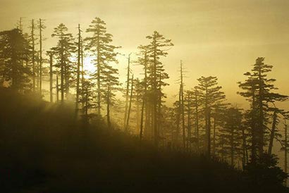 禅宗公案:往尿臭去参 禅宗公案:往尿臭去参