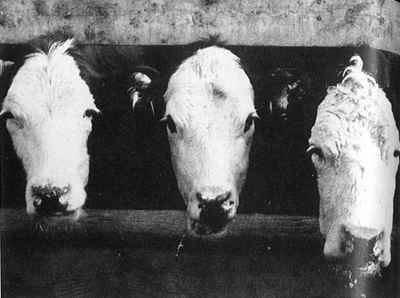 ��_��ʳ�����25������