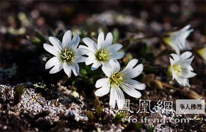 ��ʳ����������������������ɱ����Ķ���