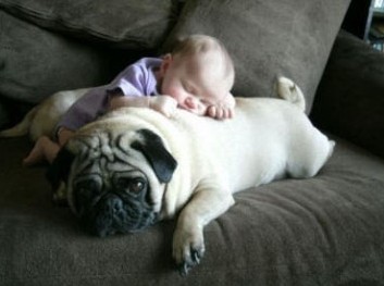 如何证明人是肉食动物? 如何证明人是肉食动物?