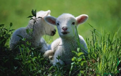 如何证明人是肉食动物? 如何证明人是肉食动物?