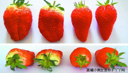 ��α�ʶ���˼��صĲ�ݮ(��ͼ)