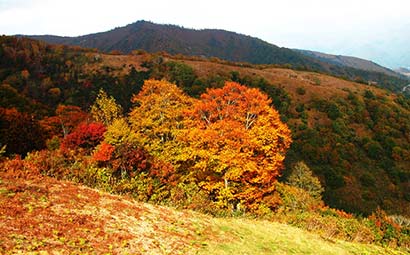 高僧故事:未卜先知的万回 高僧故事:未卜先知的万回