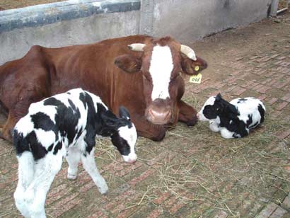 ��ɱ�Һ���_900��ĸ��Ѫ�����