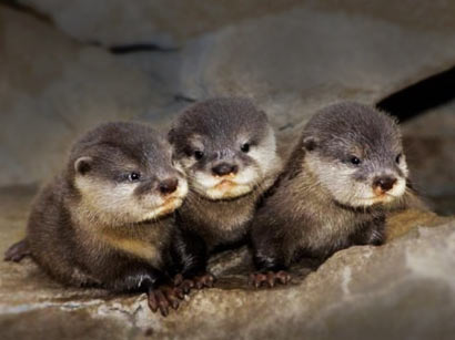 ��ʳ������ĸ�׽��ؼ�_�����ĸ��������Ѫ