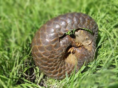 穿山甲的母爱_超越烈焰炙烤的生命极限 穿山甲的母爱_超越烈焰炙烤的生命极限