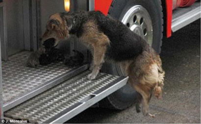 母亲火海连救五子_母爱惊天引人深思 母亲火海连救五子_母爱惊天引人深思