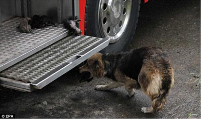 母亲火海连救五子_母爱惊天引人深思 母亲火海连救五子_母爱惊天引人深思