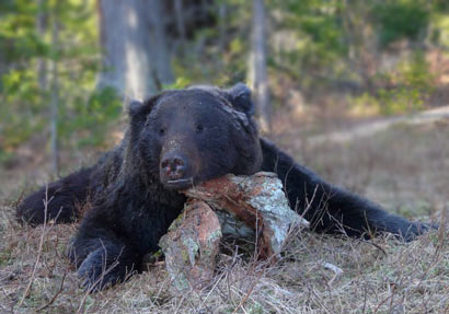 幼仔获救母熊感恩_投崖自杀偿报猎人 幼仔获救母熊感恩_投崖自杀偿报猎人