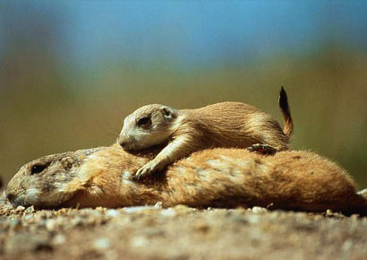 ������ͷ_�����ĸ��������Ѫ