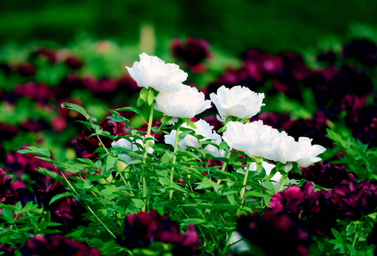 ����ʦ���ӡ��ġ����֣������β���һ��