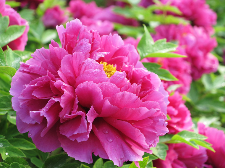 周老师:从“心”下手,改命治病(二) 周老师:从“心”下手,改命治病(二)