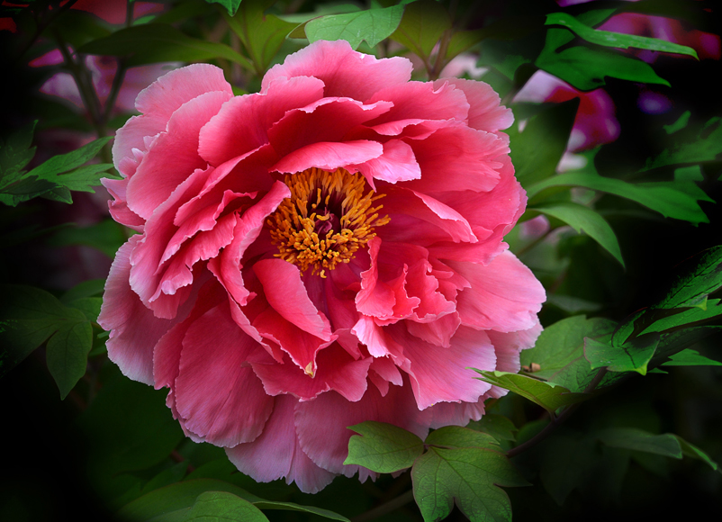 周老师:从“心”下手,改命治病(五) 周老师:从“心”下手,改命治病(五)