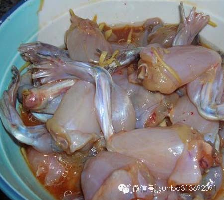 蛙腿好吃,却毁了一个家庭!脑中揪出半米长寄生虫! 蛙腿好吃,却毁了一个家庭!脑中揪出半米长寄生虫!